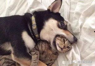 二狗爆料梦幻大瓜视频,二狗独家爆料，揭秘娱乐圈惊人内幕  第1张