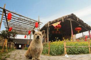 吃瓜娱乐咩咩羊,揭秘娱乐圈幕后故事  第3张